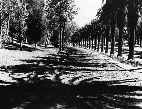 Trees in Elysian Park