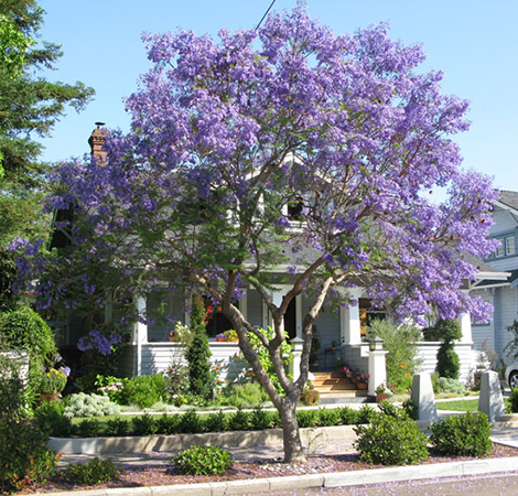 stree full of Jacaranda blooms