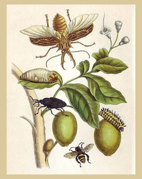 Maria Merian metamorphosis, 1705
