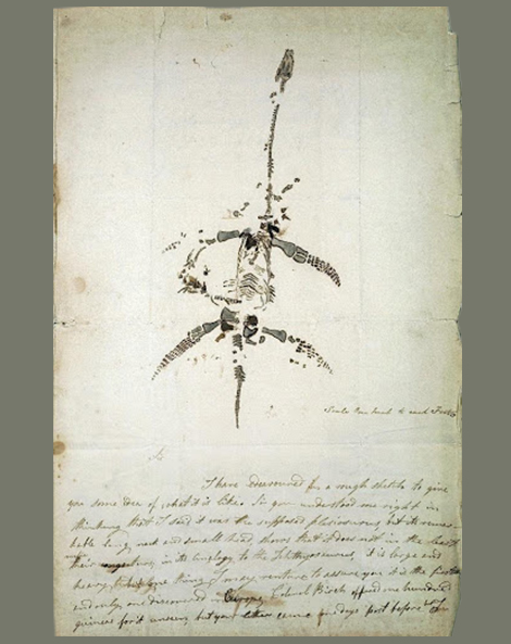 Mary Anning, drawing and notes on announcing her discovery of a Plesiosaurus dolichodeirus, December 26, 1923. 