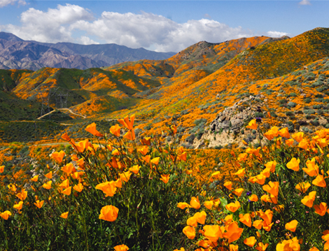 poppy covered hills