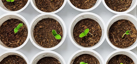 seedlings in pots