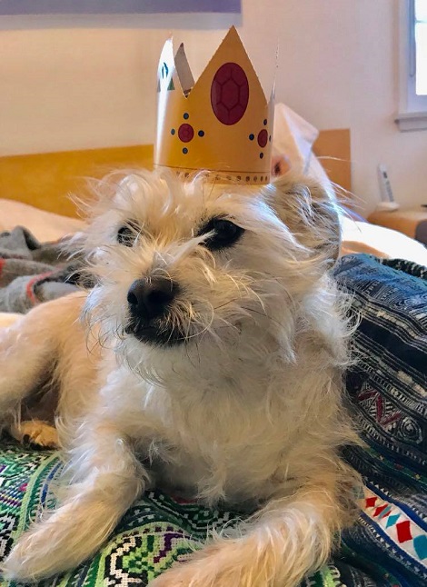 Doggy Judge Judy in a funny crown