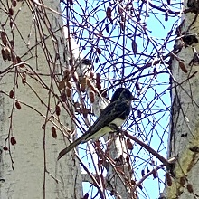 black phoebe bird in a tree