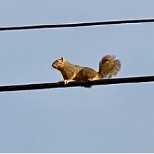 squirrel on a wire