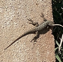 lizard on a wall