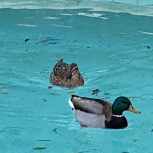 ducks in a pool