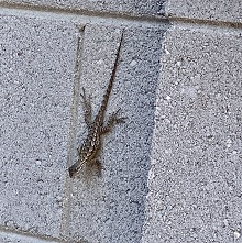 lizard on a wall