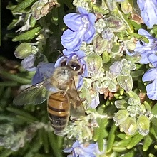honeybee on a flower