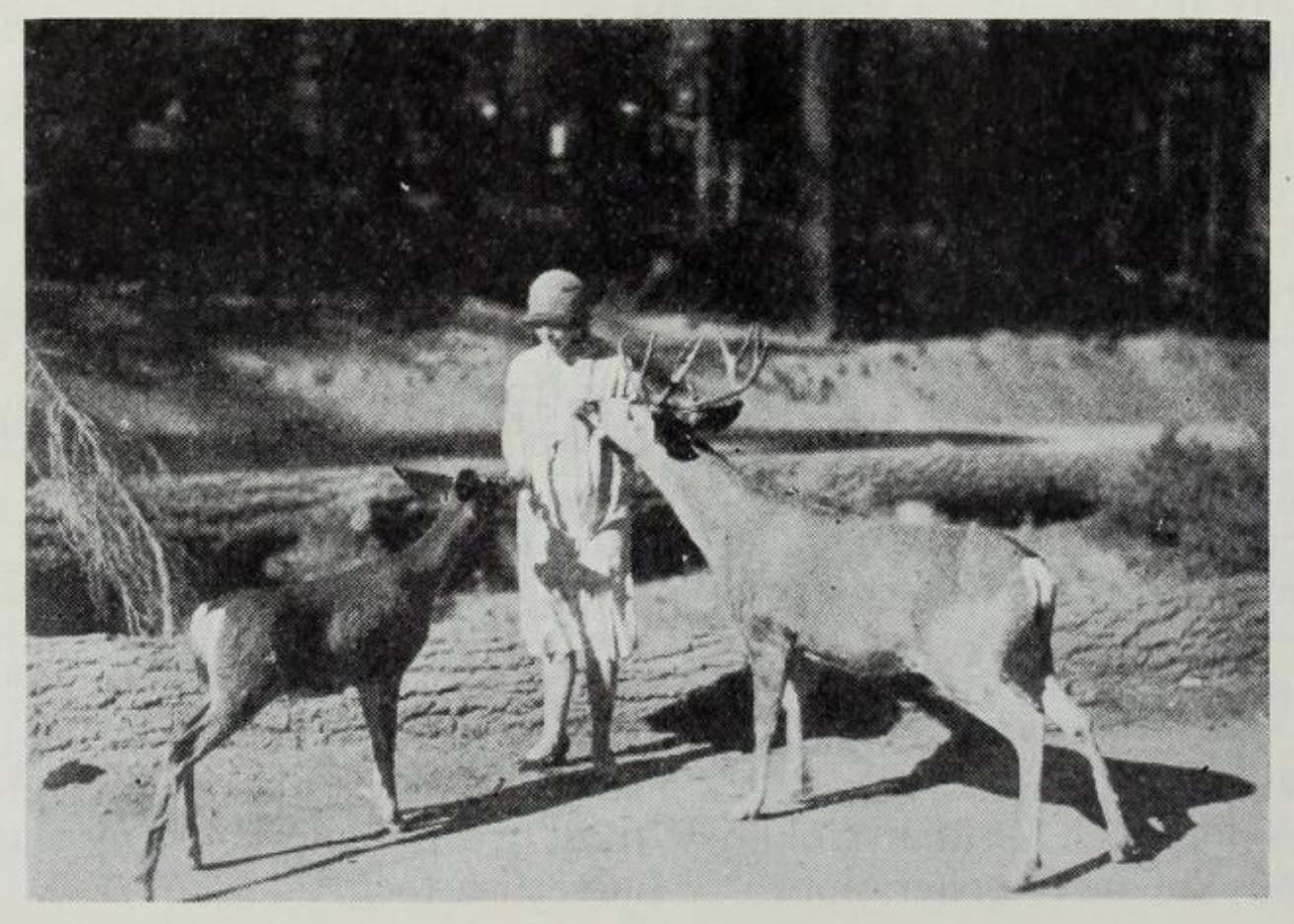 Monica Shannon feeding 2 deers