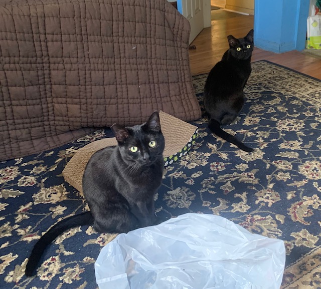 two black cats
