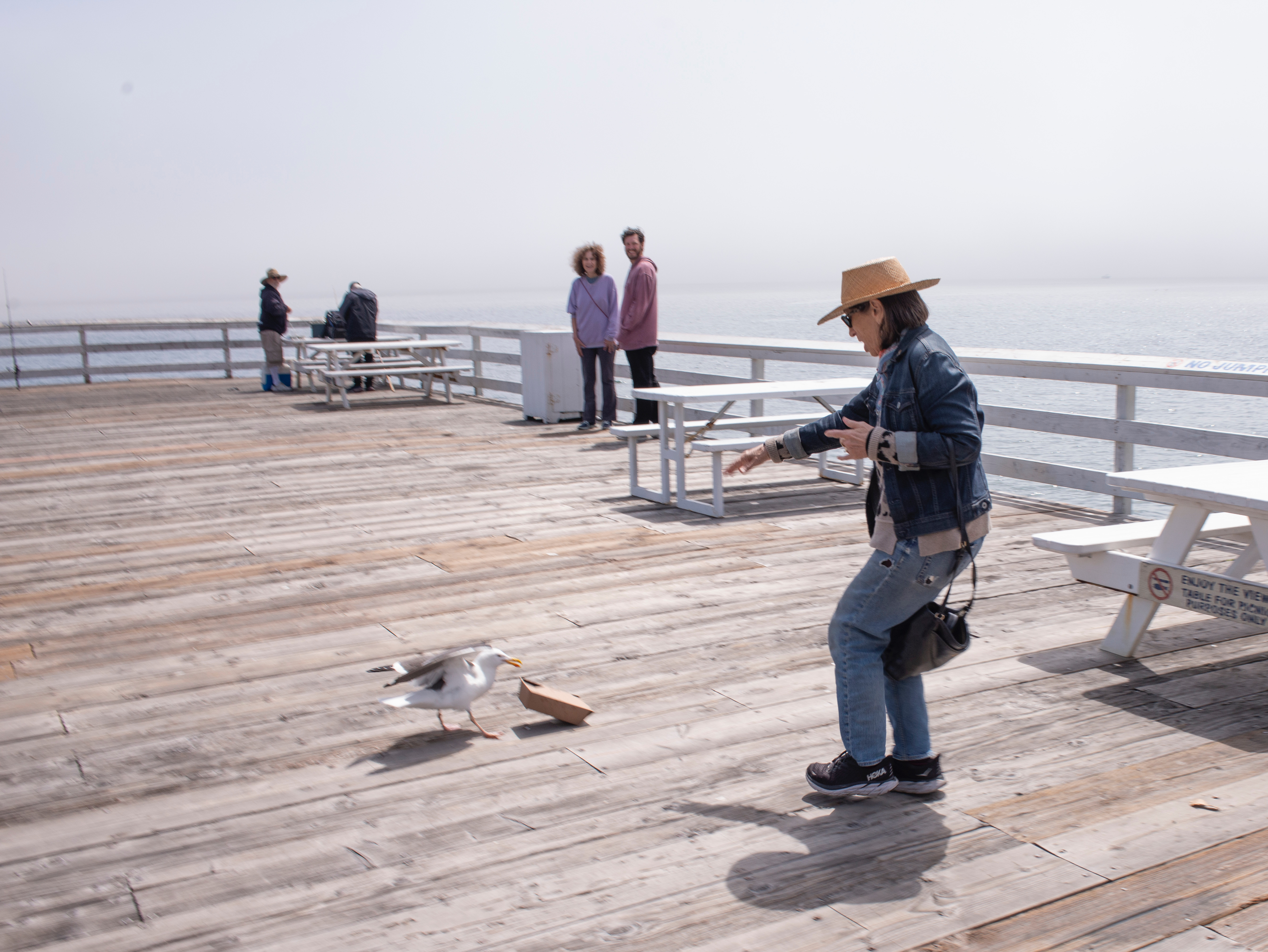 Boobi vs seagull