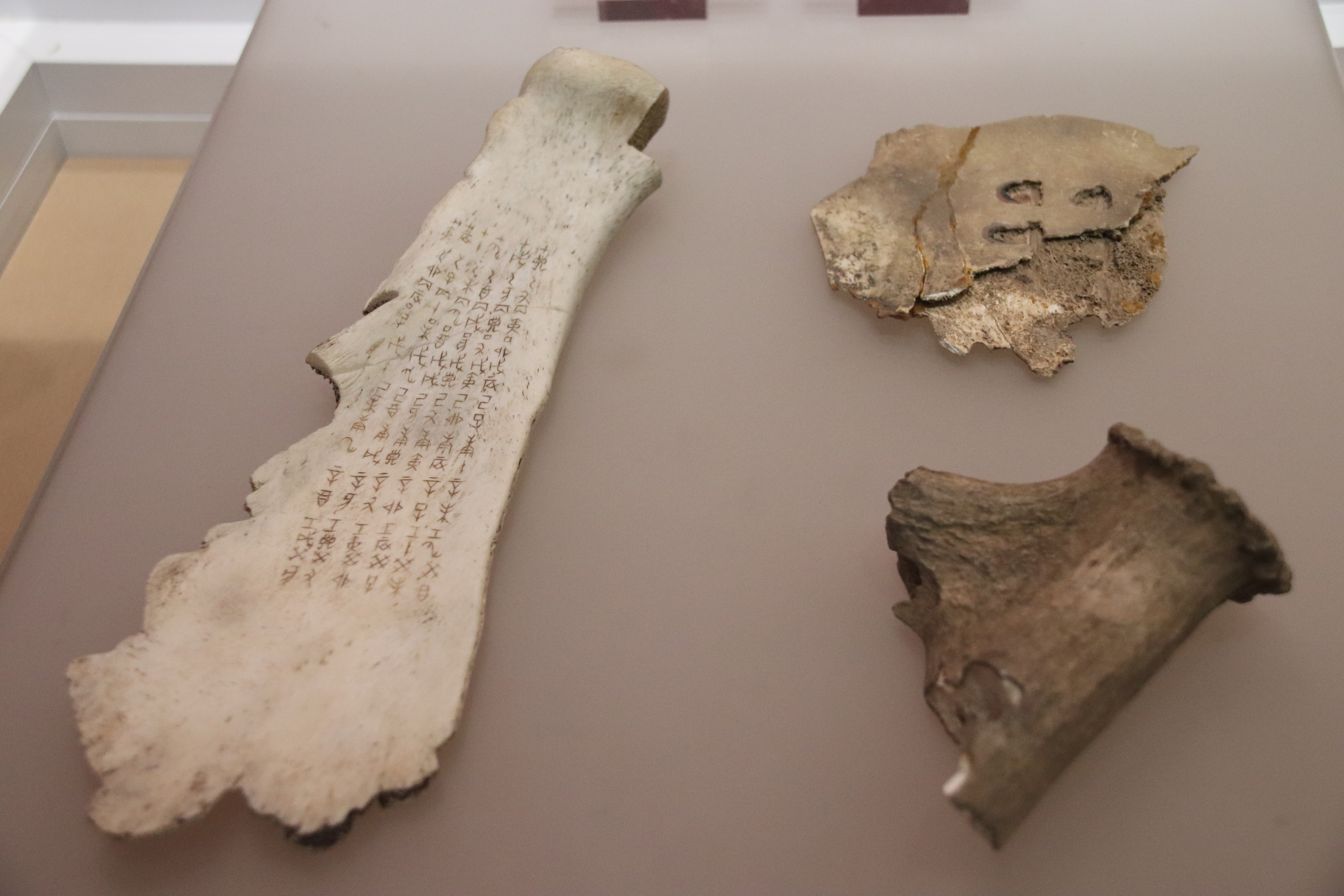 Oracle bones from Yinxu, Anyang, Henan, China