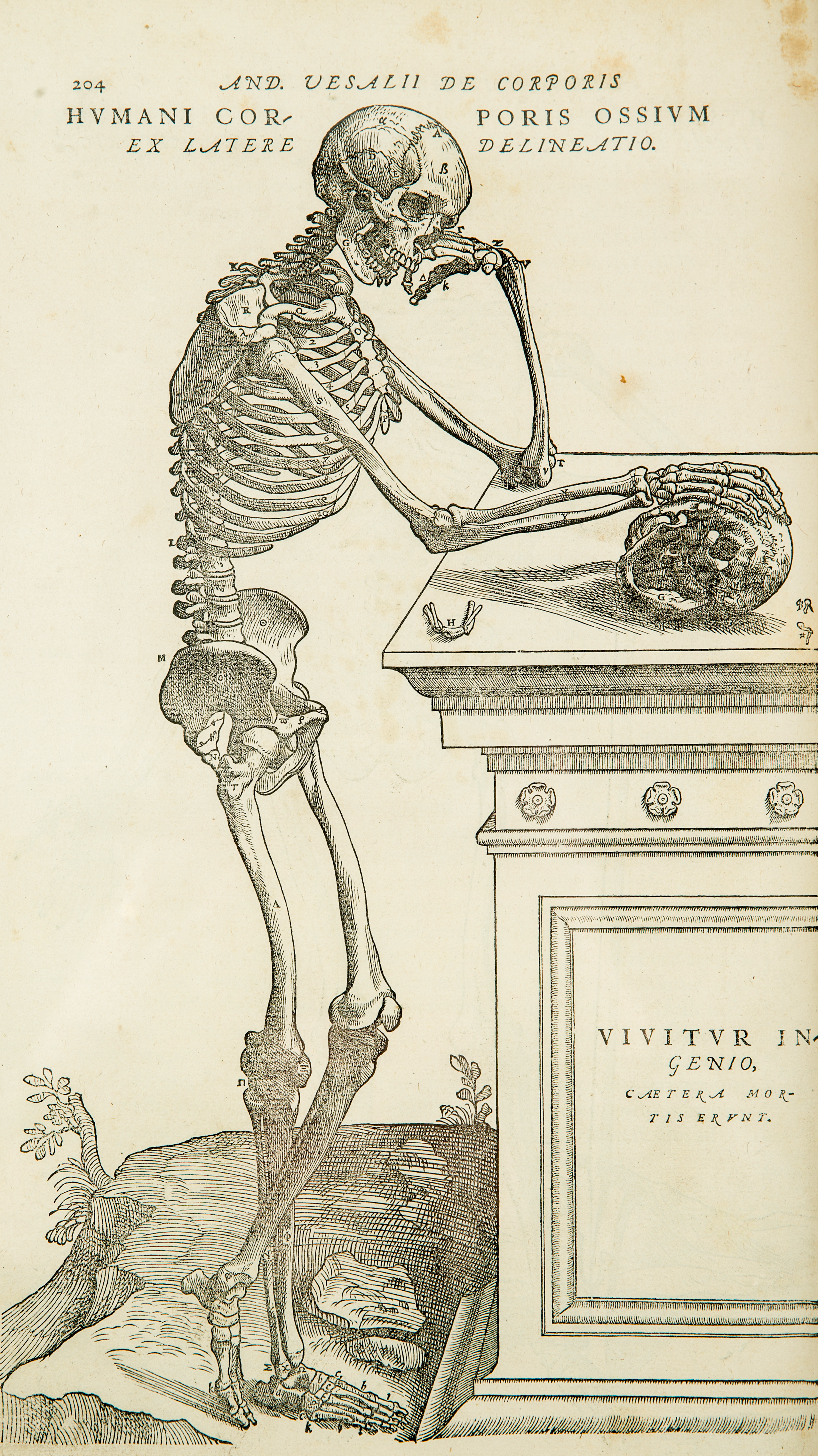 Anatomy of standing human (from Andreas Vesalius' De humani corporis fabrica libri septem).