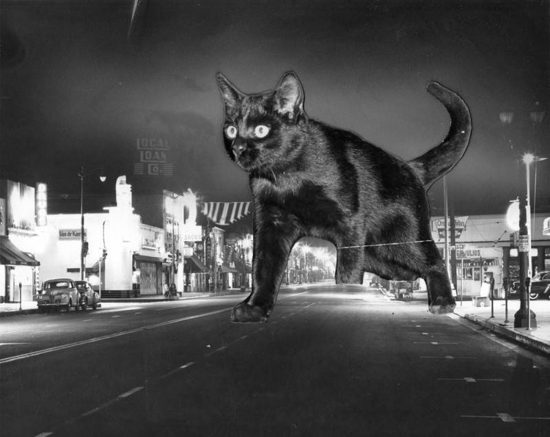 big black cat on Lankersheim Blvd