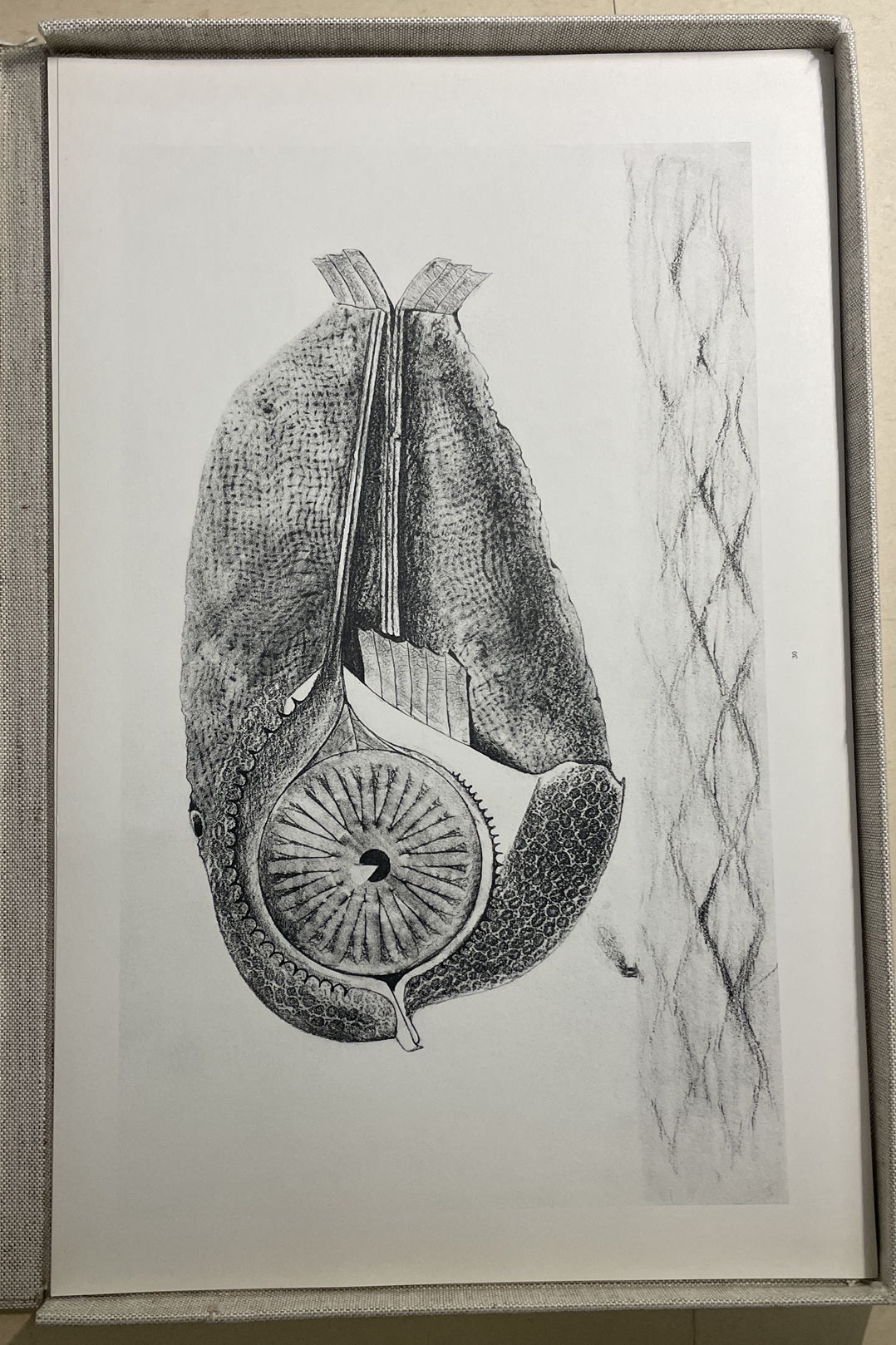 A print from the 1972 reprint of Histoire Naturelle