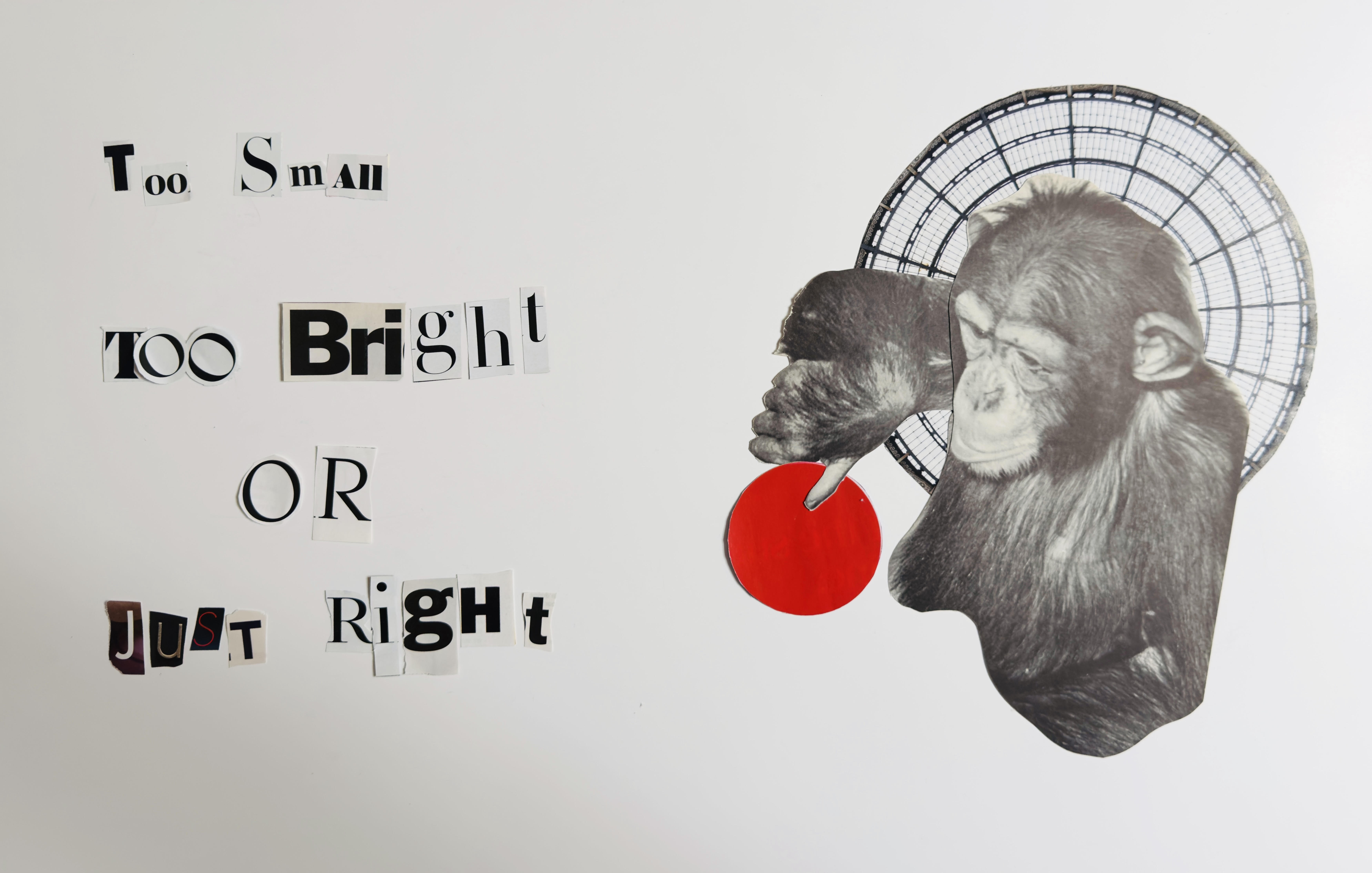 Animal collage by Radoslav