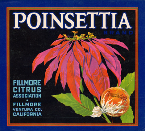 Poinsettia Flower