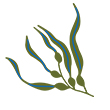 seaweed icon