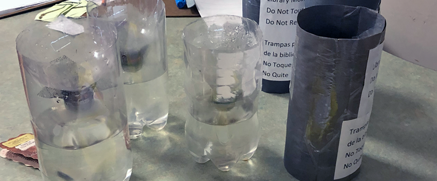 DIY mosquito traps