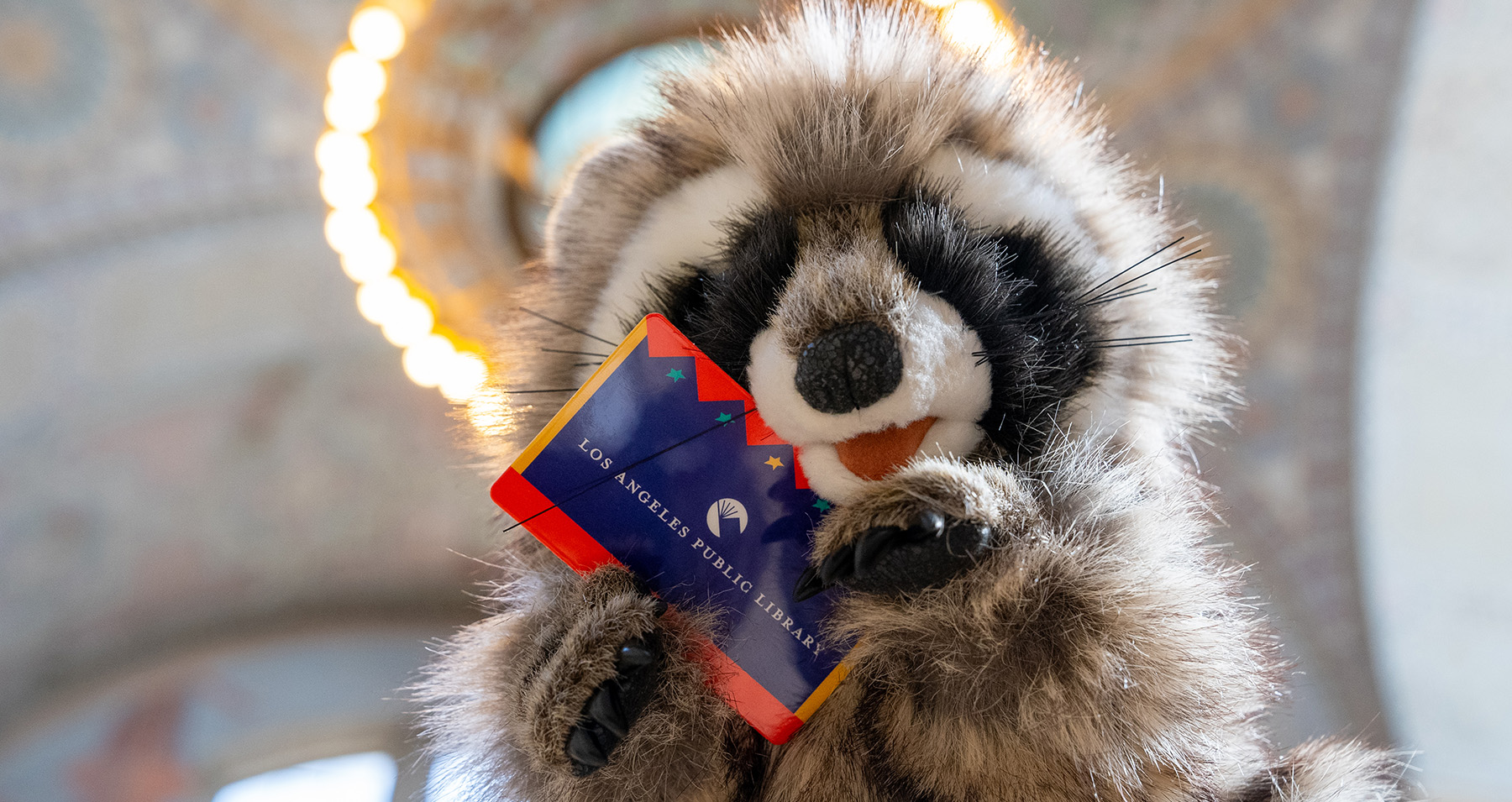 a raccoon puppet holding a library card