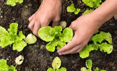 Hands planting green seedlings in dirt