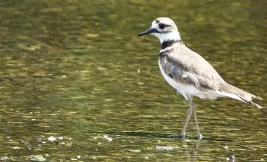 Photo of a Bird 