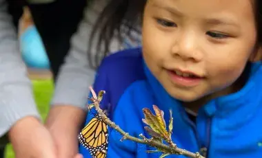 A young girl observing a monarch butterfly resting on a stem.