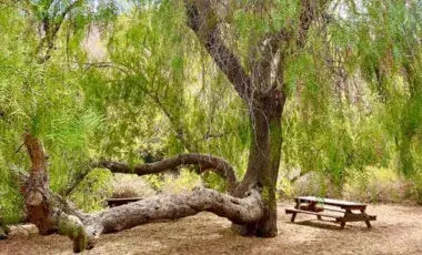 pepper tree with picnic table