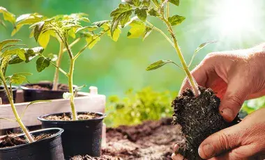 A gardener with pots of seedlings holds one plant in his hand.