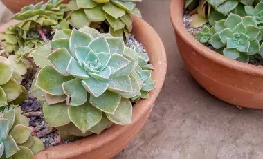 Image shows succulents in terracotta pots