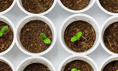 budding plants in soil pots
