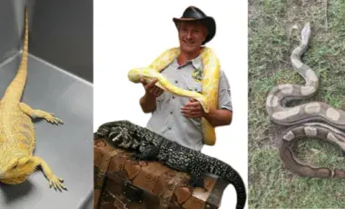 Yellow lizard, snake, and a guy with a snake around his neck. 