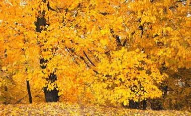 tree covered in golden leaves with a leafy foreground