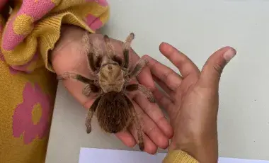 Close up of a child holding a spider. 