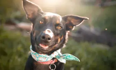 A black dog wearing a bandana scarf looks into the camera