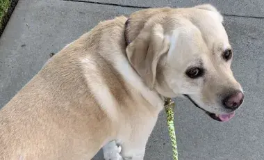 Golden retriever
