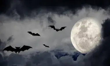 Bats flying during a scary full moon night.