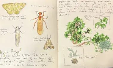 A two-page spread from a nature journal showing several insects and a tree.