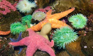 Live tidepool animals