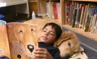 Child resting against a Golden Retriever reading.