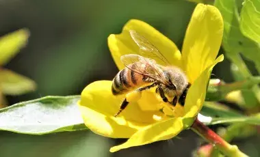 A bee drinks nectar from a yellow flower in a garden
