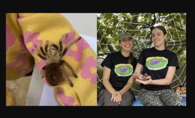 A spider crawls on the sleeve of a child's sweater. The Bug Gals sit with Ashley holding a spider.