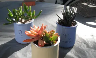 succulents in jars