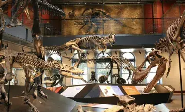 dinosaur skeletons on display in museum