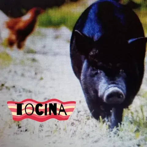 Tocina the pot-bellied pig trots in front of a hen.