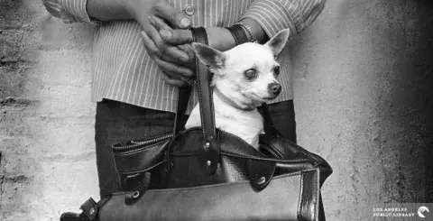 Chihuahua held in a purse