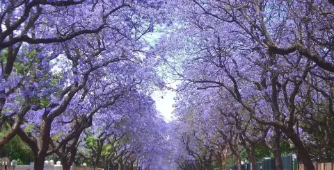 Tree-lined street with Jacarandas