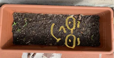 small garden planter with a smiley face drawn on