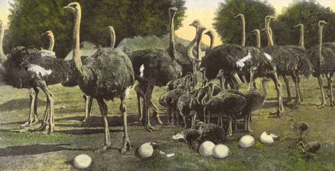 postcard of the Cawston Ostrich farm